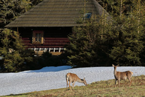 6d8a0650aa.jpg